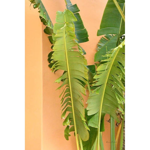 Tropical Dream III Black Modern Wood Framed Art Print by Murdock, Ramona