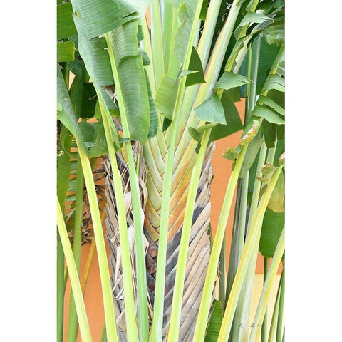 Tropical Dream IV Black Modern Wood Framed Art Print with Double Matting by Murdock, Ramona