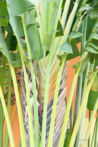 Tropical Dream IV White Modern Wood Framed Art Print with Double Matting by Murdock, Ramona