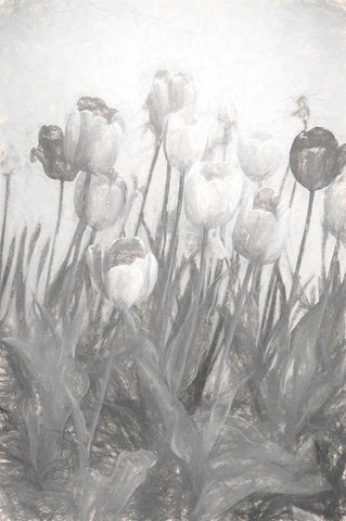 Tulips I White Modern Wood Framed Art Print with Double Matting by Murdock, Ramona