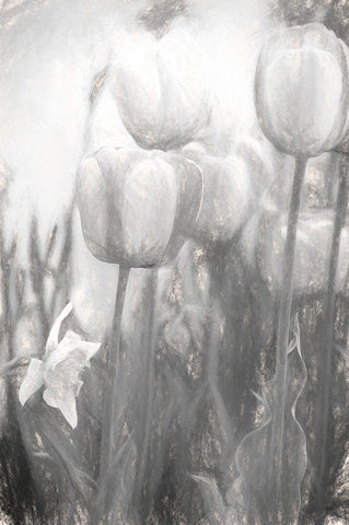 Tulips II White Modern Wood Framed Art Print with Double Matting by Murdock, Ramona