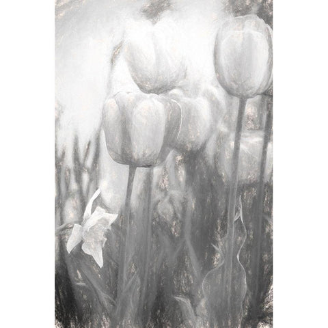 Tulips II White Modern Wood Framed Art Print by Murdock, Ramona