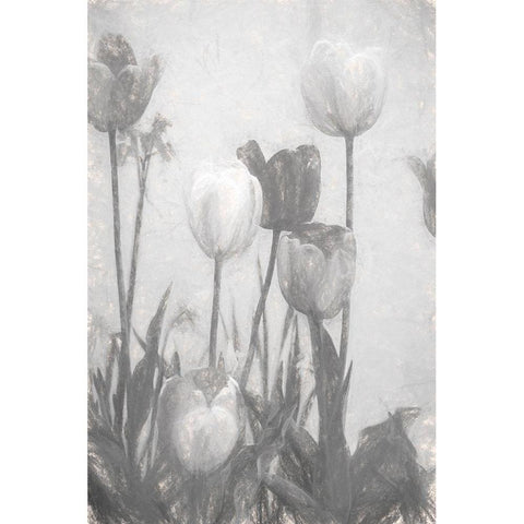 Tulips III Black Modern Wood Framed Art Print with Double Matting by Murdock, Ramona