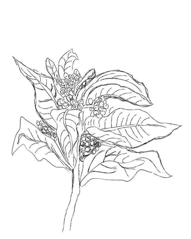 Milkweed Black Ornate Wood Framed Art Print with Double Matting by Murdock, Ramona