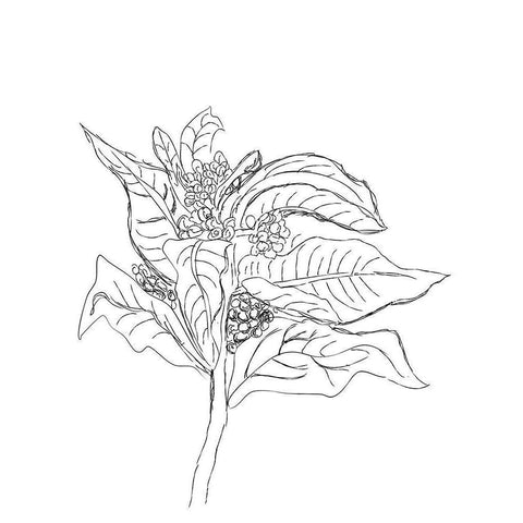 Milkweed Black Modern Wood Framed Art Print with Double Matting by Murdock, Ramona