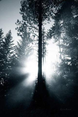 Light in the Forest White Modern Wood Framed Art Print with Double Matting by Murdock, Ramona