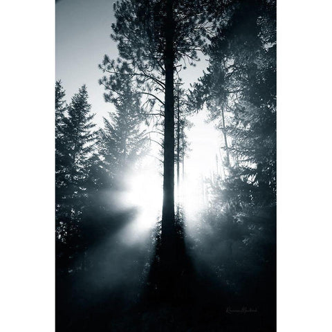 Light in the Forest Black Modern Wood Framed Art Print with Double Matting by Murdock, Ramona