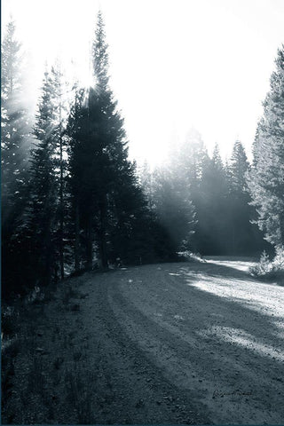 Light in the Forest II White Modern Wood Framed Art Print with Double Matting by Murdock, Ramona