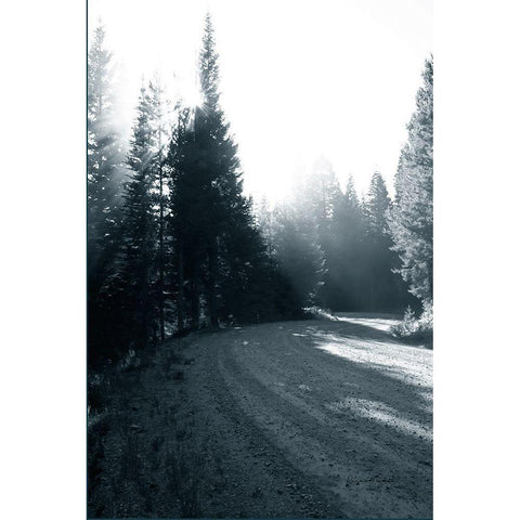 Light in the Forest II Black Modern Wood Framed Art Print by Murdock, Ramona