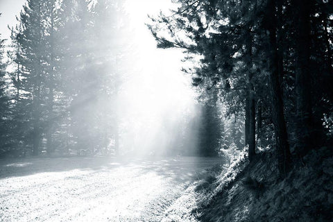 Light in the Forest III White Modern Wood Framed Art Print with Double Matting by Murdock, Ramona