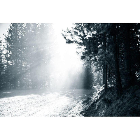 Light in the Forest III Black Modern Wood Framed Art Print by Murdock, Ramona