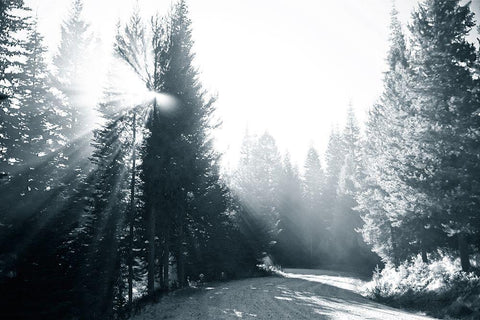 Light in the Forest IV Black Ornate Wood Framed Art Print with Double Matting by Murdock, Ramona