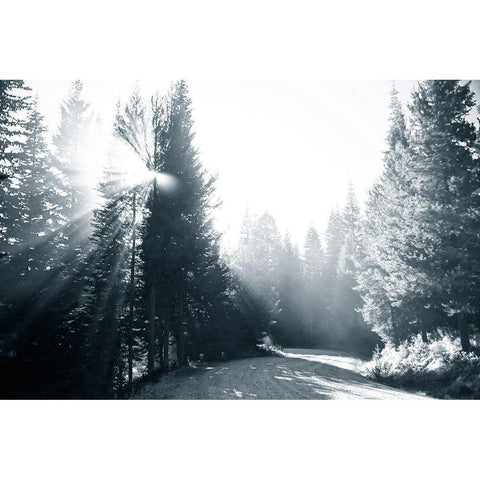 Light in the Forest IV Black Modern Wood Framed Art Print by Murdock, Ramona