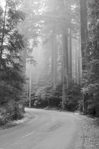 Misty Redwoods White Modern Wood Framed Art Print with Double Matting by Murdock, Ramona