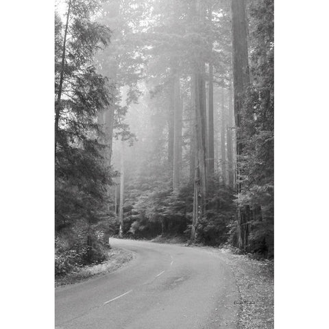 Misty Redwoods Black Modern Wood Framed Art Print with Double Matting by Murdock, Ramona