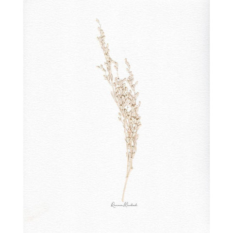 Weed Seed White Modern Wood Framed Art Print by Murdock, Ramona