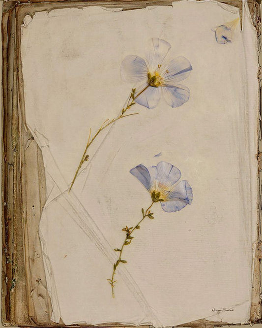 Image Only