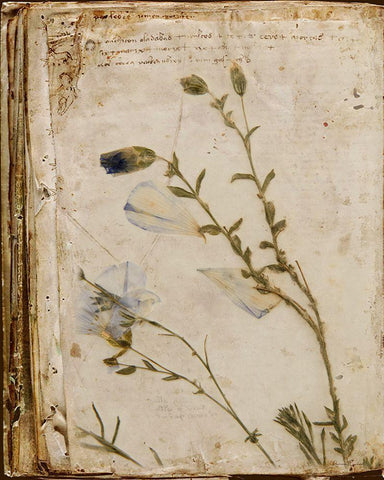 Pressed Flowers White Modern Wood Framed Art Print with Double Matting by Murdock, Ramona