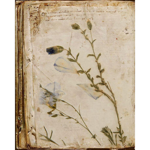 Pressed Flowers Gold Ornate Wood Framed Art Print with Double Matting by Murdock, Ramona