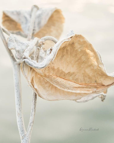 Milkweed Pod White Modern Wood Framed Art Print with Double Matting by Murdock, Ramona