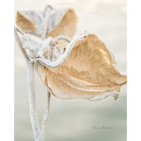 Milkweed Pod Black Modern Wood Framed Art Print by Murdock, Ramona