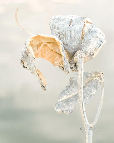 Milkweed Pod II Black Ornate Wood Framed Art Print with Double Matting by Murdock, Ramona