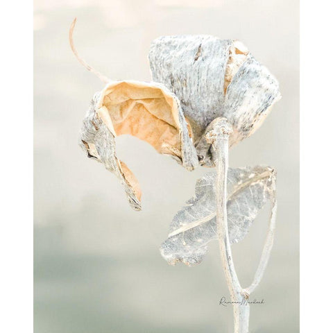 Milkweed Pod II Gold Ornate Wood Framed Art Print with Double Matting by Murdock, Ramona