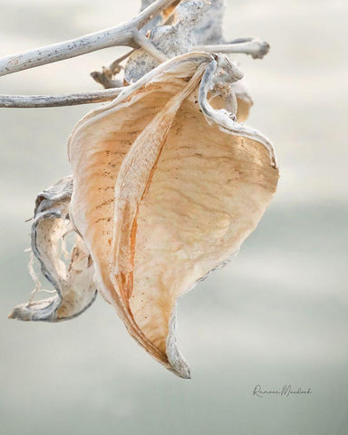 Milkweed Pod III Black Ornate Wood Framed Art Print with Double Matting by Murdock, Ramona