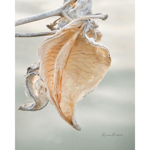 Milkweed Pod III Black Modern Wood Framed Art Print by Murdock, Ramona