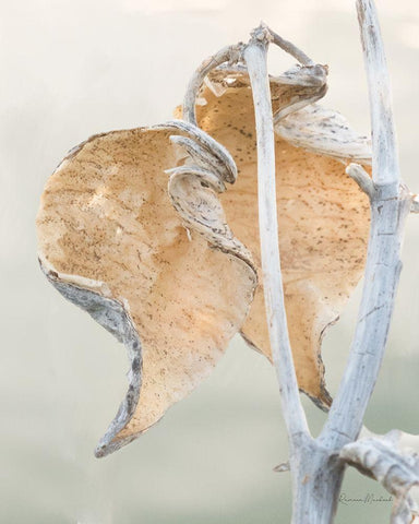 Milkweed IV Black Ornate Wood Framed Art Print with Double Matting by Murdock, Ramona