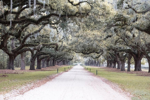 Brookgreen Avenue Black Ornate Wood Framed Art Print with Double Matting by Murdock, Ramona