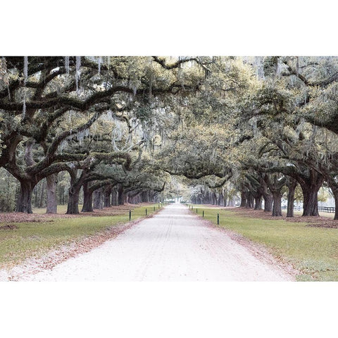 Brookgreen Avenue Black Modern Wood Framed Art Print by Murdock, Ramona