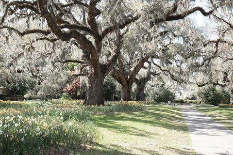 Brookgreen Garden Black Ornate Wood Framed Art Print with Double Matting by Murdock, Ramona