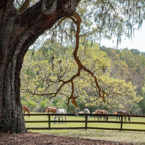 Brookgreen Pasture I White Modern Wood Framed Art Print by Murdock, Ramona