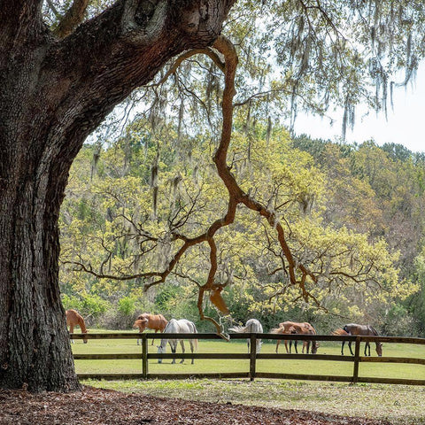 Brookgreen Pasture I Black Ornate Wood Framed Art Print with Double Matting by Murdock, Ramona