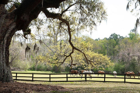 Brookgreen Pasture II Black Ornate Wood Framed Art Print with Double Matting by Murdock, Ramona
