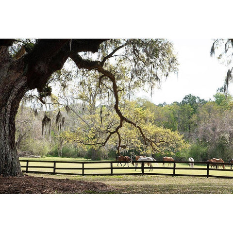 Brookgreen Pasture II White Modern Wood Framed Art Print by Murdock, Ramona