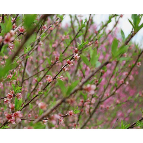 Cherry Blossoms Black Modern Wood Framed Art Print with Double Matting by Dicks, Stephanie