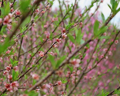 Cherry Blossoms White Modern Wood Framed Art Print with Double Matting by Dicks, Stephanie