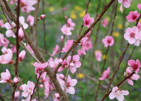 Cherry Blossoms II Black Ornate Wood Framed Art Print with Double Matting by Dicks, Stephanie