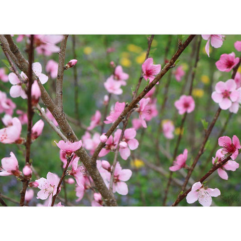 Cherry Blossoms II Black Modern Wood Framed Art Print by Dicks, Stephanie