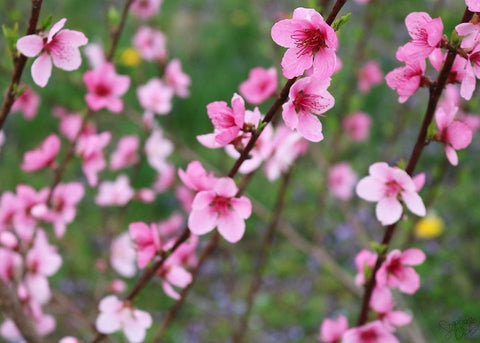 Cherry Blossoms III Black Ornate Wood Framed Art Print with Double Matting by Dicks, Stephanie