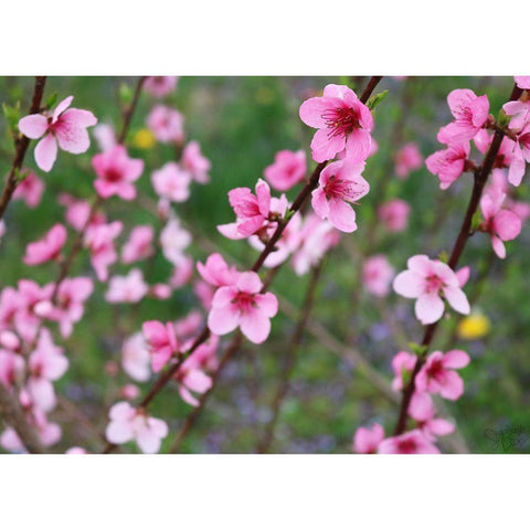 Cherry Blossoms III Gold Ornate Wood Framed Art Print with Double Matting by Dicks, Stephanie