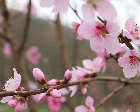 Cherry Blossoms IV Black Ornate Wood Framed Art Print with Double Matting by Dicks, Stephanie