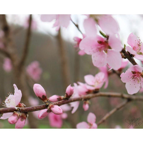 Cherry Blossoms IV Black Modern Wood Framed Art Print with Double Matting by Dicks, Stephanie