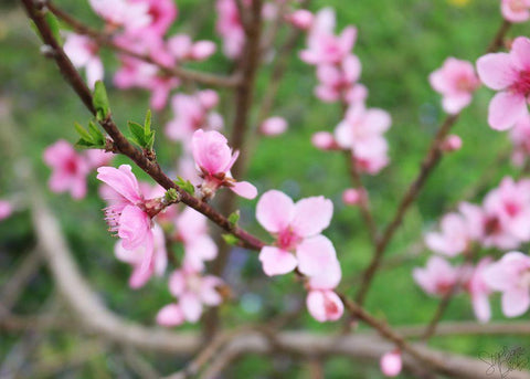 Cherry Blossoms V Black Ornate Wood Framed Art Print with Double Matting by Dicks, Stephanie