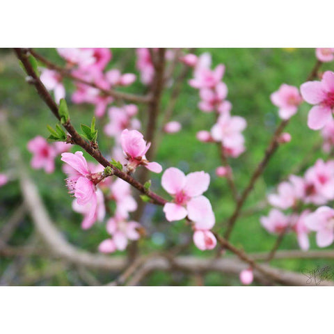 Cherry Blossoms V Black Modern Wood Framed Art Print with Double Matting by Dicks, Stephanie