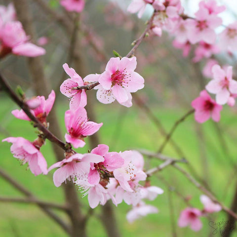 Cherry Blossoms VI Black Modern Wood Framed Art Print by Dicks, Stephanie