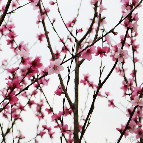 Cherry Blossoms White Modern Wood Framed Art Print with Double Matting by Dicks, Stephanie