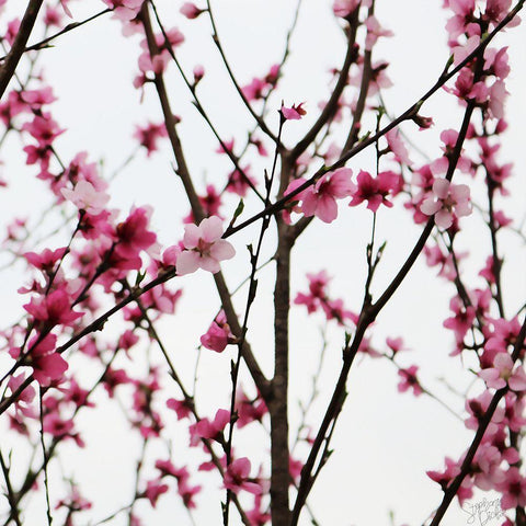 Cherry Blossoms Black Modern Wood Framed Art Print by Dicks, Stephanie